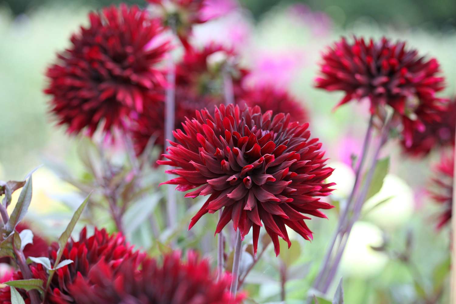 Dahlie 'Black Jack'